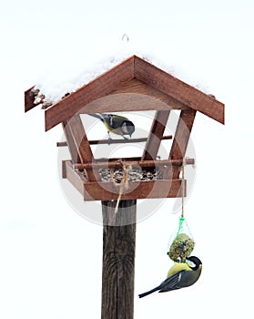 Hungry bird feed in the garden shed