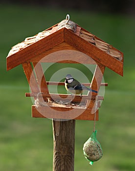 Hungry bird feed in the garden shed