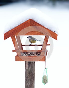 Hungry bird feed in the garden shed