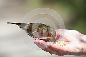 Hungry Bird in the Hand.