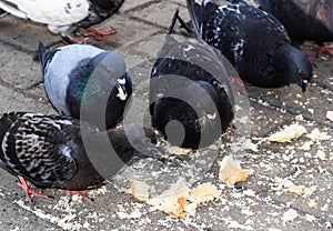 Hungry bird. Pigeons eat bread. Wild bird