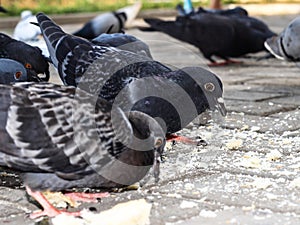 Hungry bird. Pigeons eat bread. Wild bird