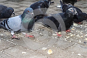 Hungry bird. Pigeons eat bread. Wild bird