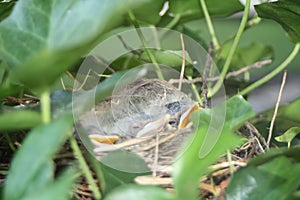 Hungry birds in a nest