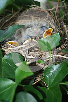 Hungry birds in a nest