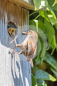 Hungry birds. Wren chicks with open beaks being fed spiders photo