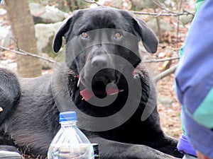 Hungry Black dog with thick fur in extreme cold