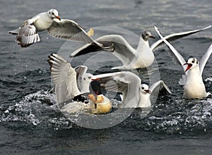 Hungry black-headed gulls