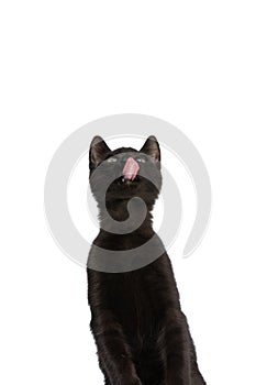 Hungry black metis kitty sticking out tongue and licking nose