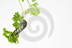 Hungry black Swallowtail larva