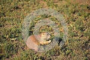 Hungry Black Tailed Prairie Dog Eating Grasses