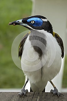 A Hungry Blue-faced Honeyeater With Food In Its Beak