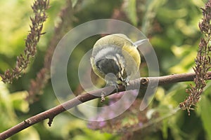 Hungry Blue Tit, Cyanistes caeruleus, pecking at peanut perched on branch