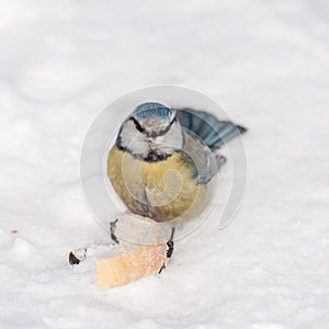 Hungry bluetit on snow