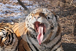 Hungry and bored tiger in winter in Harbin