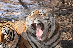Hungry and bored tiger in winter in Harbin
