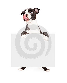 Hungry Boston Terrier Dog Holding Blank Sign