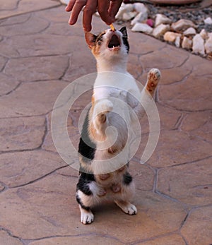 Hungry breastfeeding mother cat begging for food