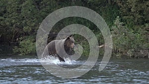 Hungry brown bear running in spray of water, chasing red salmon fish