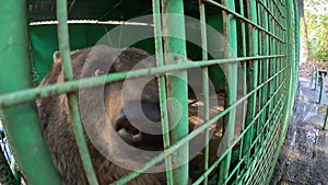 Hungry brown bear with sad eyes, sitting in a green cage. He sticks his black nose and clawed paw ou