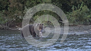 Hungry brown bear standing in water and fishing red salmon fish