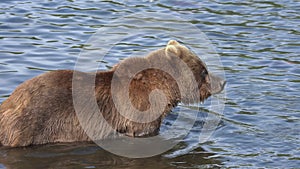 Hungry brown bear standing in water, search of food - red salmon fish