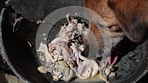 Hungry brown female dog eating left over chicken intestines on broken metal pan.
