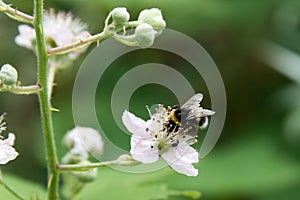 Hungry Bumblebee on a blooming flower photo