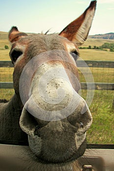 Hungry Burro