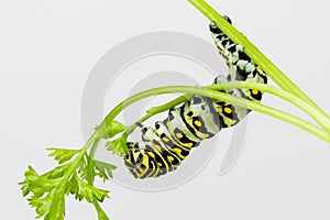 Hungry butterfly larva close up