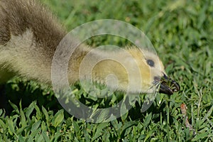Hungry Canada goose gosling