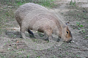Hungry capibara