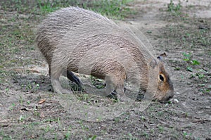 Hungry capibara photo