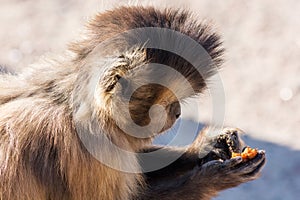 Hungry Capuchin monkey dines on a branch.