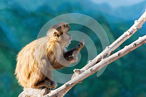 Hungry Capuchin monkey dines on a branch