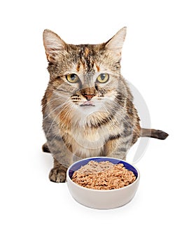 Hungry Cat With Bowl of Food