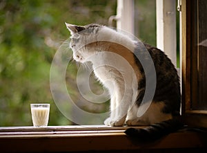 Hungry cat drink milk from blue bowl lick his lips