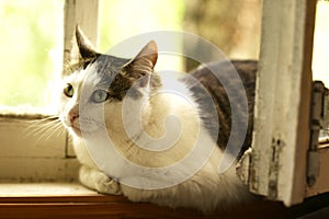 Hungry cat drink milk from blue bowl lick his lips