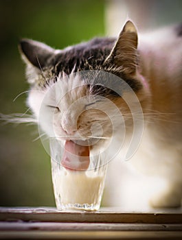 Hungry cat drink milk from blue bowl lick his lips