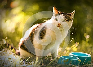 Affamato gatto bere blu una ciotola leccata il suo labbra 