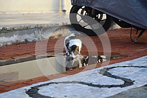 A hungry cat drinks water from a puddle made of rainwater.?