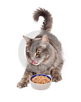 Hungry Cat Eating Bowl of Food