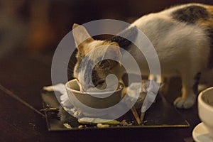 Hungry cat eating leftovers from a plate