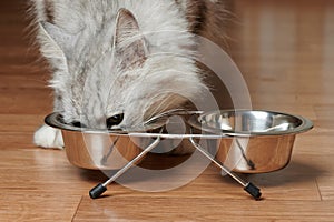 Hungry cat eating from metal bowl
