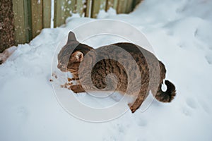 hungry cat eating pet food from the snow, outdoor shot