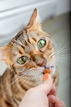 A hungry cat eats a treat from the owner`s hands