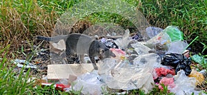 A hungry cat is foraging in the garbage.