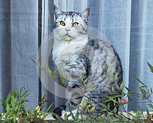 Hungry cat with green eyes waiting for food