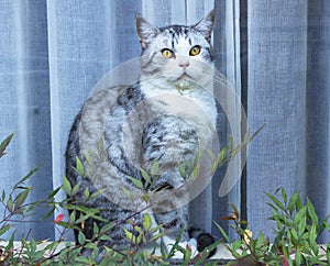 Hungry cat with green eyes waiting for food