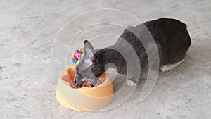 Hungry cat indulges in a meal from its floor bowl.